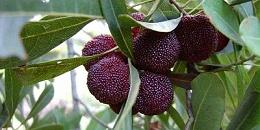 杨梅如何保鲜，杨梅保鲜方法有哪些 ?